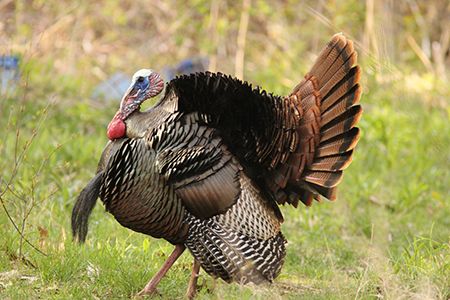 photo of male Wild Turkey in field